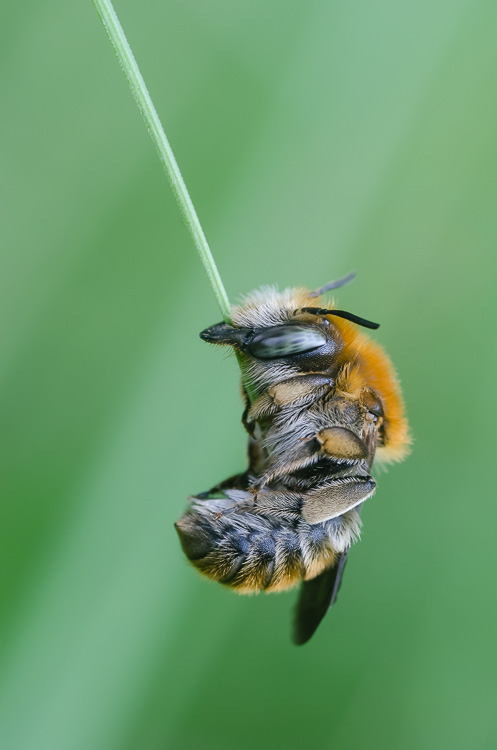 Wildbiene - Schlafstellung