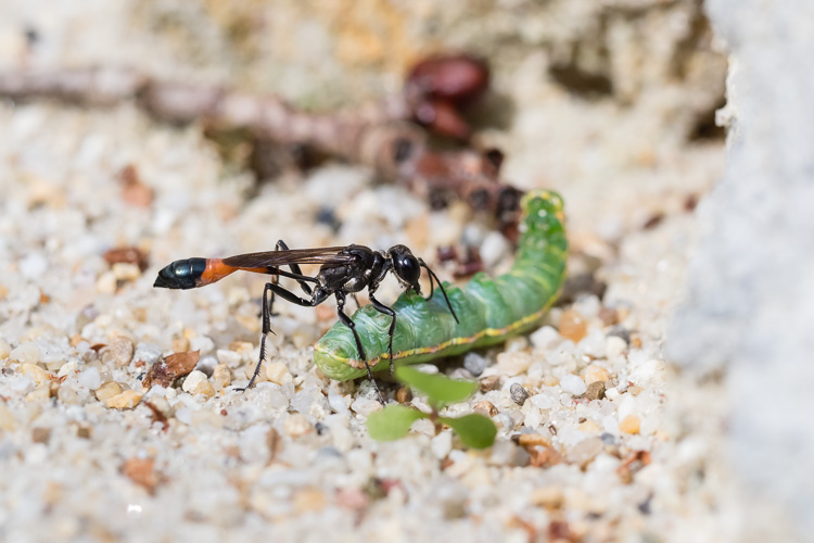 Gemeine Sandwespe