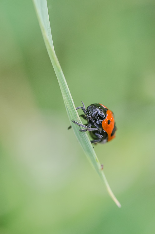 Ameisensackkäfer