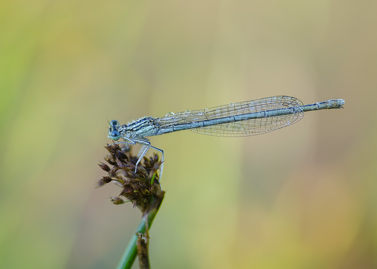Blaue Federlibelle