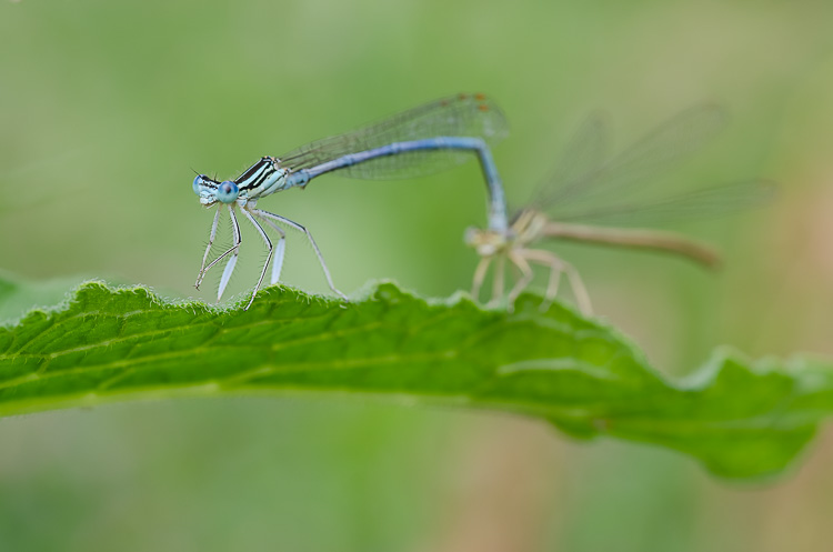 Blaue Federlibelle