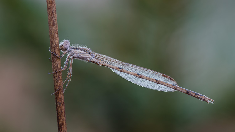 Gemeine Winterlibelle