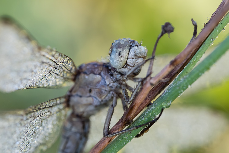 Grosslibelle