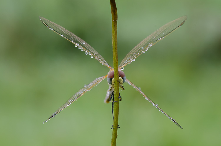 Heidelibelle