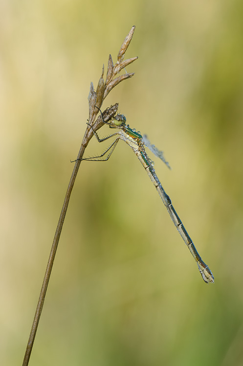 Kleine Binsenjungfer