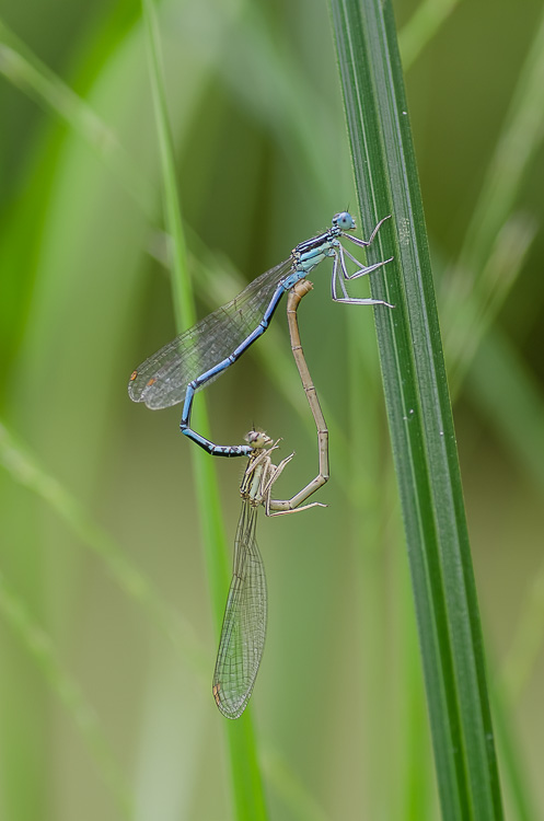 Blaue Federlibelle - Paarung