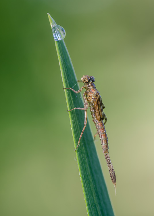 Kleinlibelle - Larve