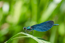 Blaufluegel-Prachtlibelle