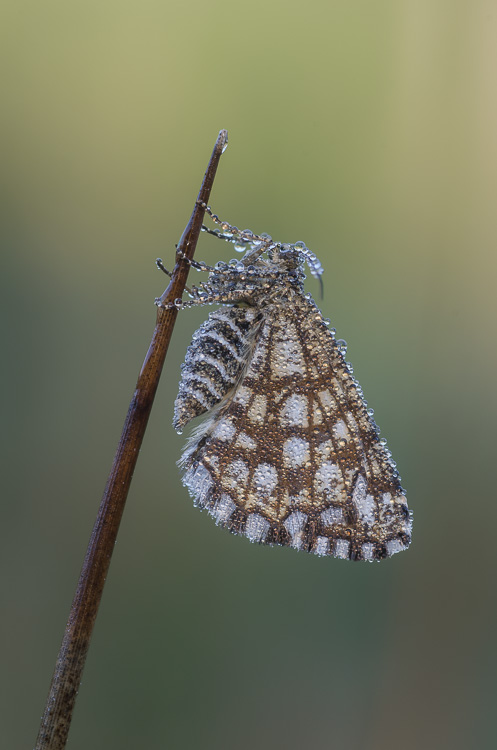 Gitterspanner