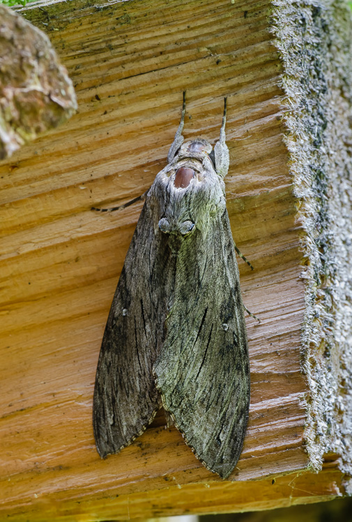 Windenschwärmer