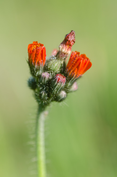 Orangerote Habichtskraut