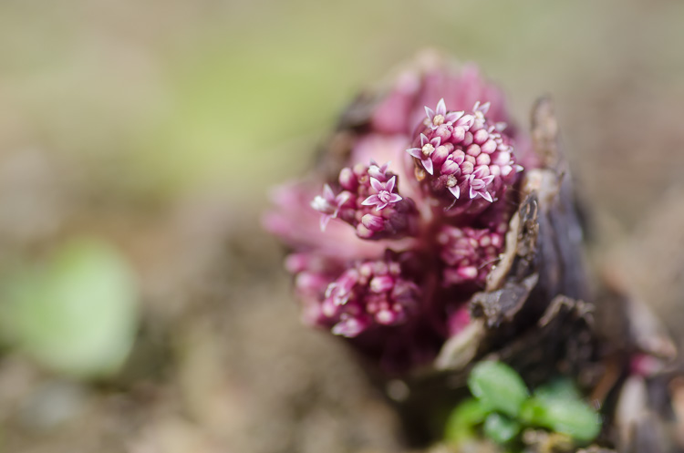 Rote Pestwurz