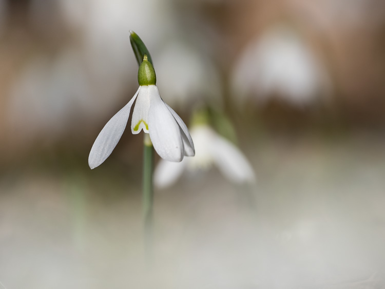 Schneeglöckchen