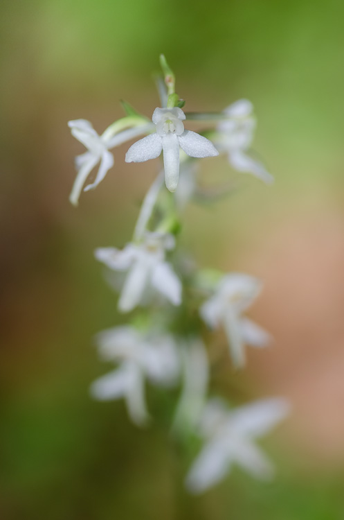 Weiße Waldhyazinthe