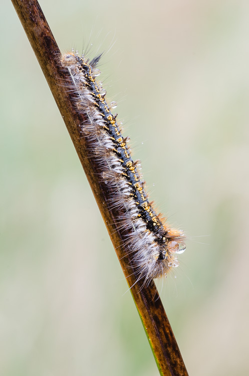 Grasglucke