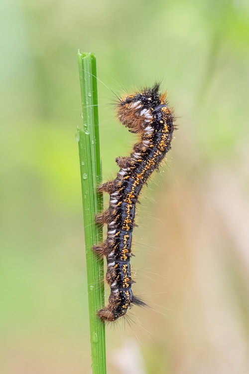 Grasglucke