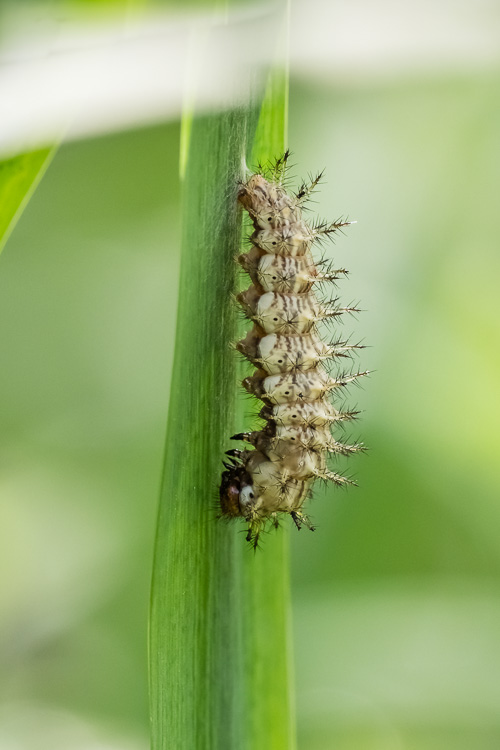 Schmetterlingsraupe