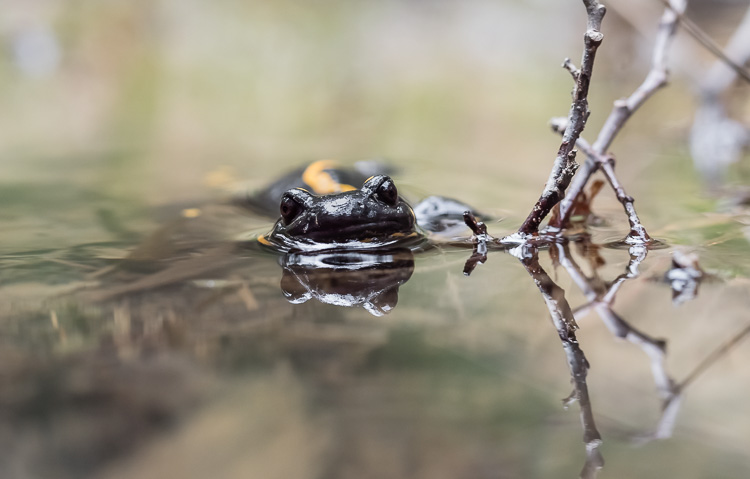 Feuersalamander