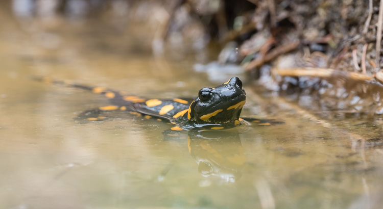 Feuersalamander