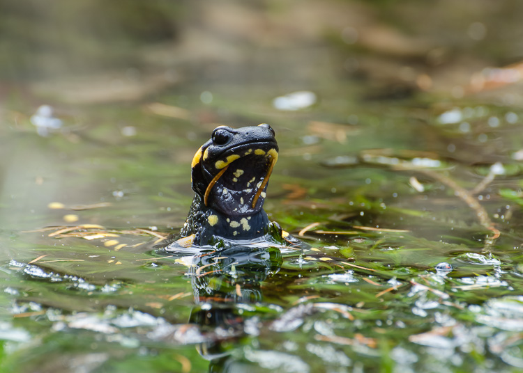 Feuersalamander