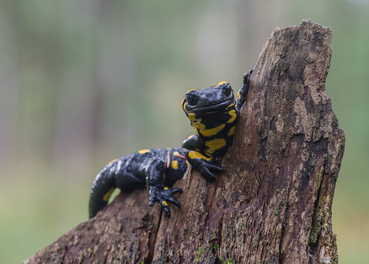 Feuersalamander