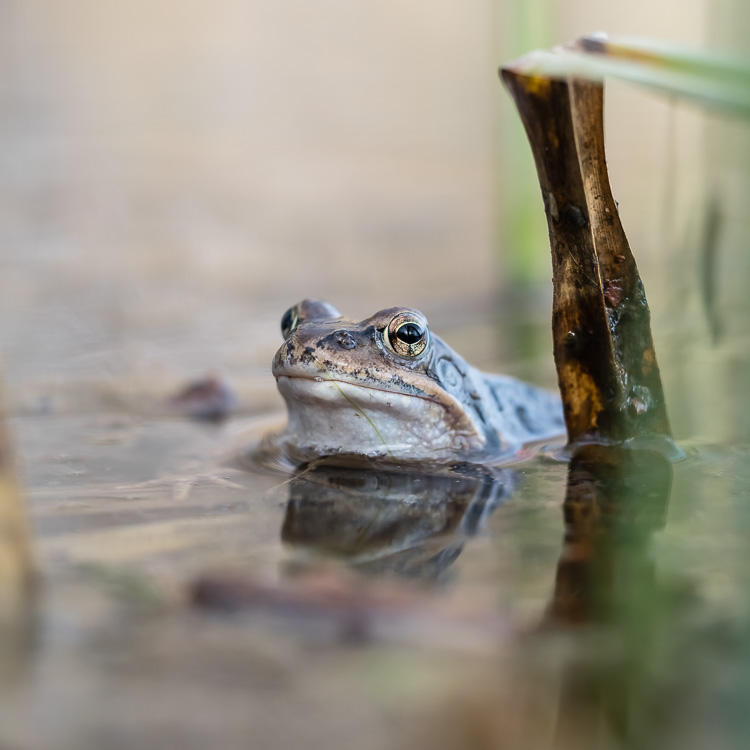 Grasfrosch