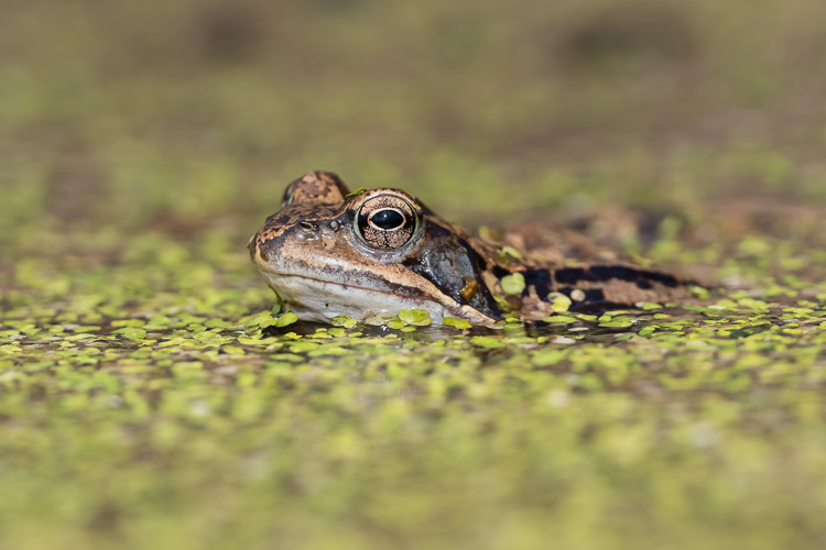 Grasfrosch