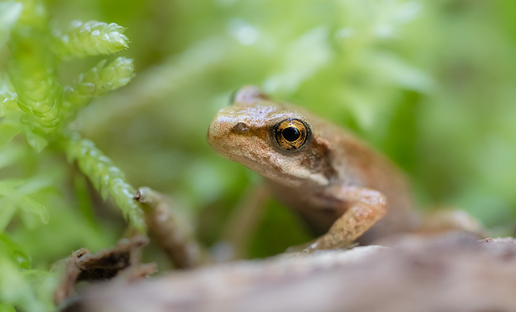 Grasfrosch