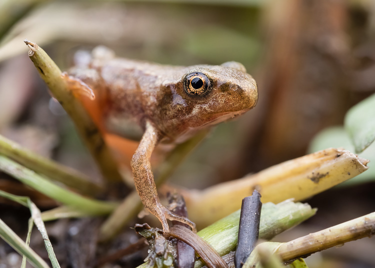 Grasfrosch