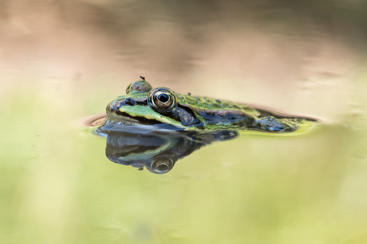 Grünfrosch