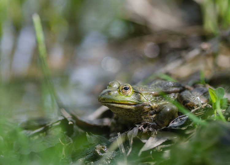 Grünfrosch