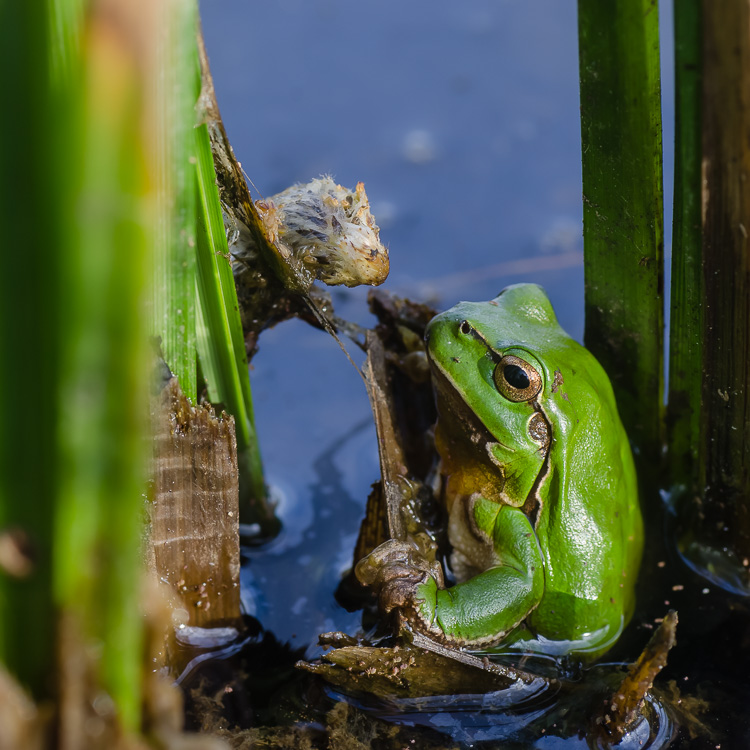 Laubfrosch