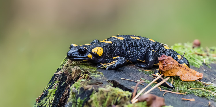 Feuersalamander