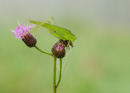 Heupferd Tettigonia viridissima