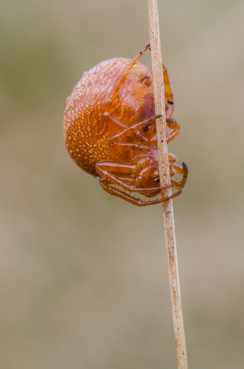 Gartenkreuzspinne