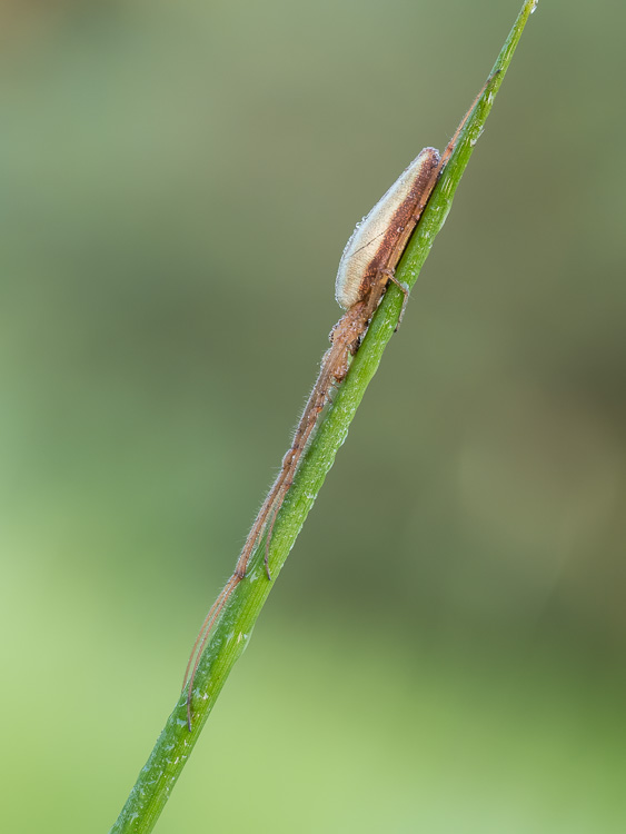 Gemeine Streckerspinne