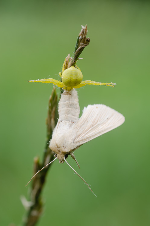 Veränderliche Krabbenspinne - Beuteszene