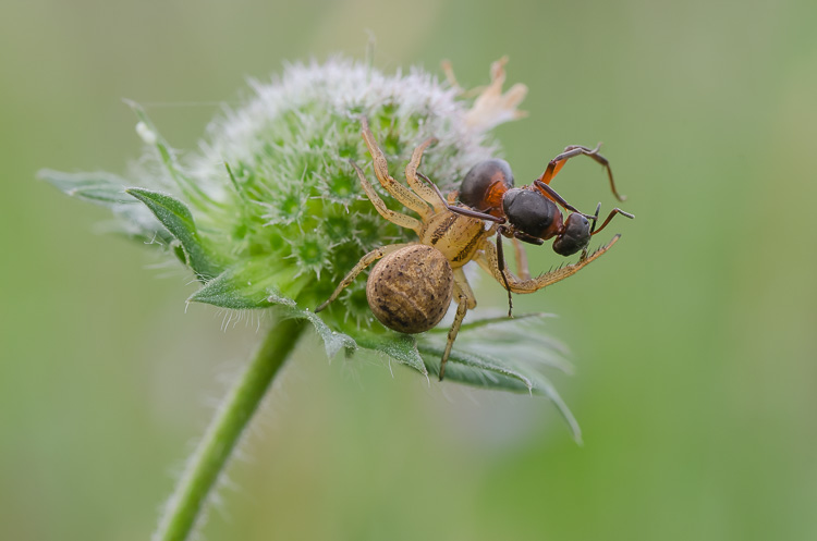 Spinne