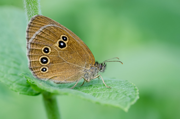 Brauner Waldvogel