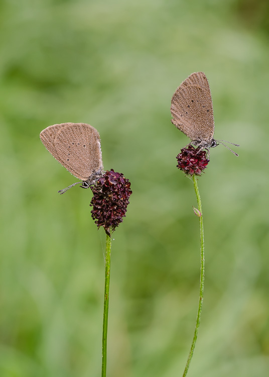 Dunkler Wiesenknopf-Ameisenbläuling