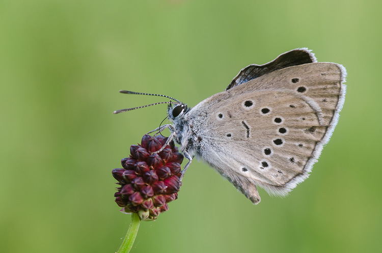 Heller Wiesenknopf-Ameisenbläuling